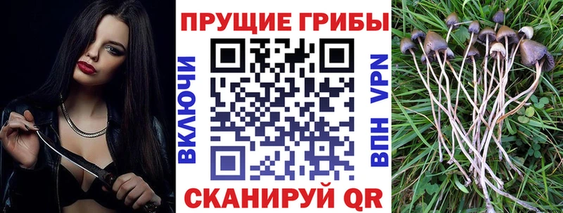 Галлюциногенные грибы Psilocybine cubensis  Купить  Лаишево 